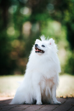 White kleinspitz posing outside in green background.
