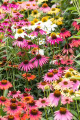 Echinacea grown in the park