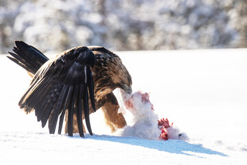 Majestic predator Golden eagle, Aquila chrysaetos, feeding on a Mountain hare carcass during a cold and harsh winter day near Kuusamo, Northern Finland.	