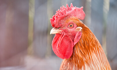 close-up portrait of a rooster © Ирина Гутыряк