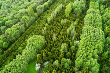 An aerial of a former agriculture fields planted with spruce trees in Estonia, Northern Europe. 