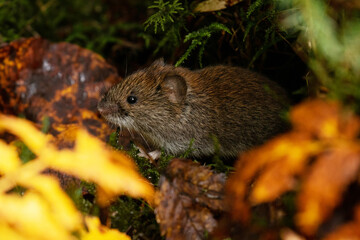 Naklejka na ściany i meble A small rodent Bank vole, Myodes glareolus in a colorful Estonian boreal forest. 