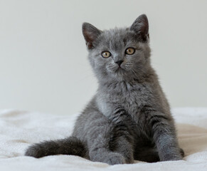 Portrait of cute blue british short hair kitten of two months old. Selective  focus.