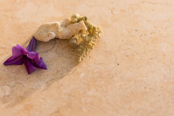 sea corals over abstract summer vacation surface at sunset sunlight