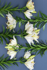 Creative card with fresh white lilies on faded denim background. Trendy image with blossom om colored blue paper. Blooming stylish minimalistic picture 2020. Vertical, top view