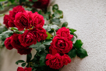 Close up beautiful large bush of red flowering rose with green leaves in the garden