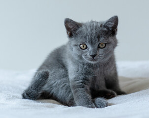 Portrait of cute blue british short hair kitten of two months old. Selective  focus.