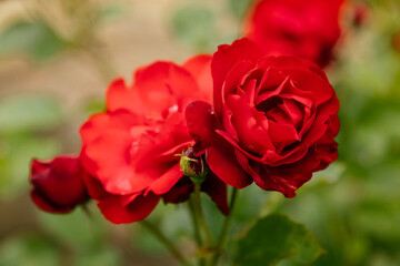 Close up beautiful large scarlet red flowering rose with green leaves in the garden