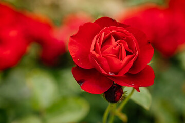 Close up beautiful large scarlet red flowering rose with green leaves in the garden