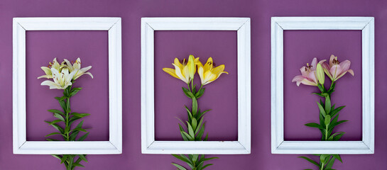 Creative card with three fresh colored lilies and picture frames on purple background. Trendy image with blossom om colored paper. Blooming minimalistic picture 2020. Horizontal, top view