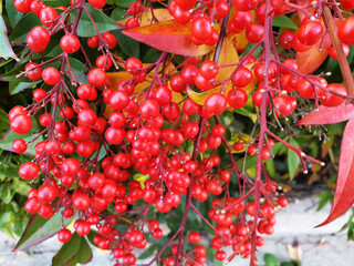 Sprigs of red berries Nandina or Nandina domestica.