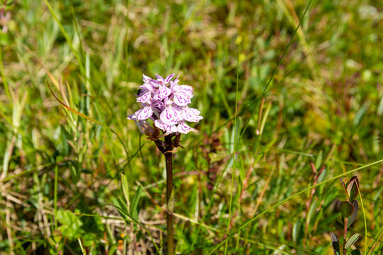 Heath spotted-orchid (Dactylorhiza maculata) in sunshine on a morass