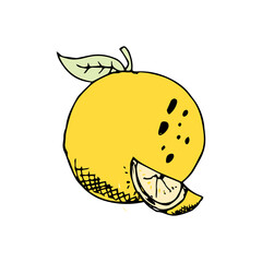 Orange Fruit Hand Drawn Illustration