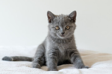Fototapeta na wymiar Portrait of cute blue british short hair kitten of two months old. Selective focus.