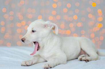 A white dog lies against the background of lights and yawns with full mouth. Sleeping dog at home
