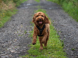 A young Cockapoo running on a country track in the fields near Lennoxtown in Scotland 