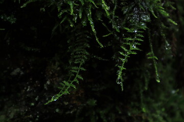 nature in Hinohara village  ,japan,tokyo