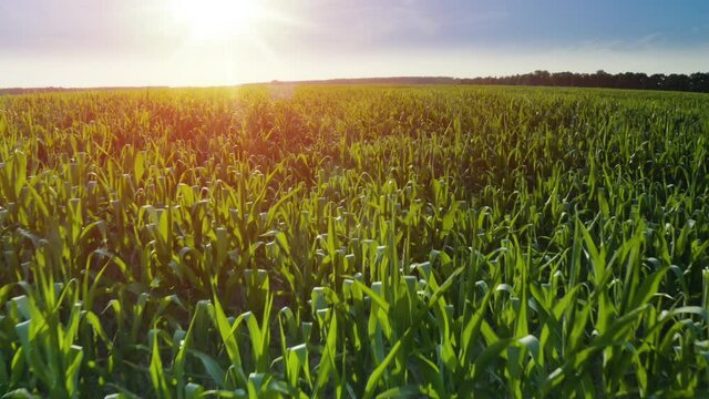 Aerial drone 4K footage of a large corn field in summer.