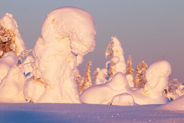 Truly magical snow covered trees with a pinkish light in winter wonderland of Riisitunturi National Park in Lapland, Northern Finland