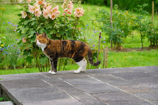 süße Katze gestreift im Garten