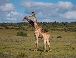 Wild lebende Giraffen in Südafrika