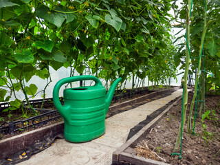 Inside a greenhouse: watering can, green cucumbers and tomatoes