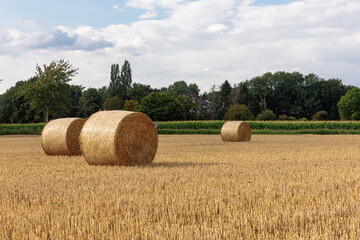 hay bales in the field against blue and cloudy sky