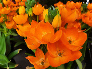 Orange flower Ornithogalum or Ornithogalum dubium.