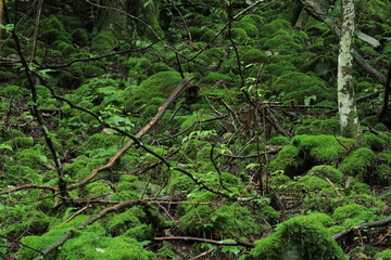 nature in Hinohara village  ,japan,tokyo