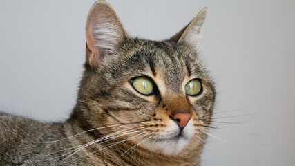 Close up portrait of a striped cat with green eyes on a gray background.