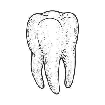 human tooth sketch raster illustration