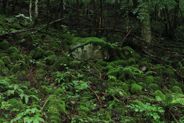 nature in Hinohara village  ,japan,tokyo