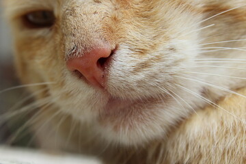 detail of a cat's nose