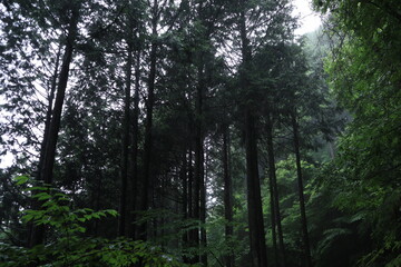 nature in Hinohara village  ,japan,tokyo