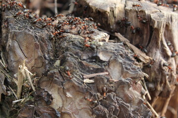 anthill of forest ants