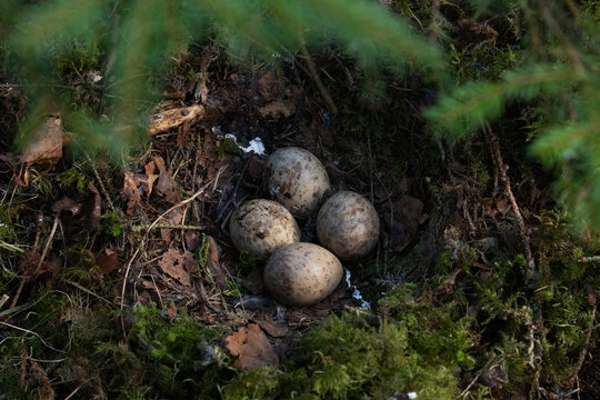 A nest with some eggs of a Eurasian woodcock, Scolopax rusticola in Estonian boreal forest during breeding season.
