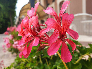 Close-up of pink flowers Pelargonium inquinans growing on the street of the city.