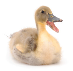 Young cute duckling.