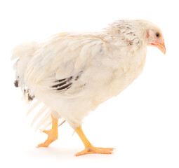White hen isolated.
