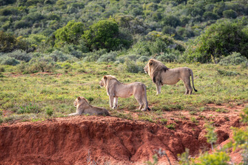 Drei wild lebende Löwen in Südafrika