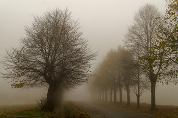 viale alberato nebbioso
