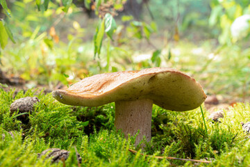 White mushroom, boletus in the forest.Boletus edulis in wild nature. Leccinum edule. Dictyopus edulis.Porcini