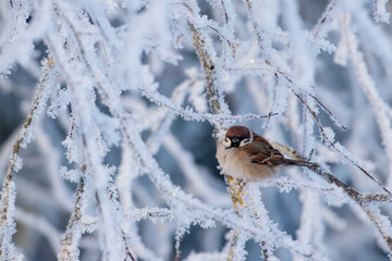 A small European songbird Eurasian Tree Sparrow, Passer montanus sitting on a frosty branch on a cold winter morning in Estonia. 