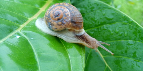 snail on a leaf