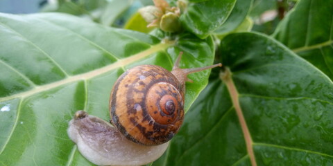 snail on a leaf