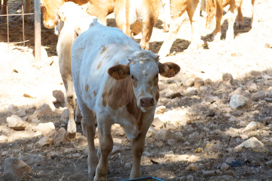 Vacas jovenes recien separadas de sus madres