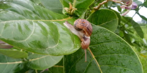 snail on a leaf