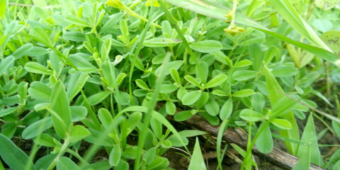 green grass background