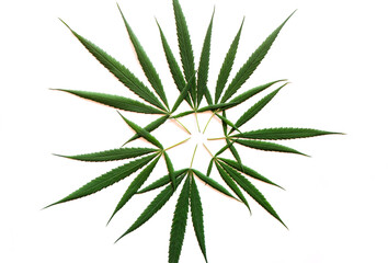 Marijuana leaves in a white background, Green cannabis leaves isolated