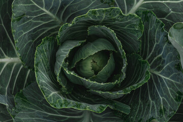 Fototapeta premium Gardening and agriculture concept. Green leaves of young cabbage, top view. Natural background